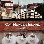 貓之島